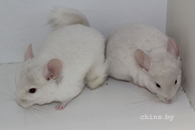 Милли и Молли.jpg