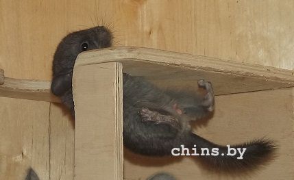 Тишка лезет на домик.jpg