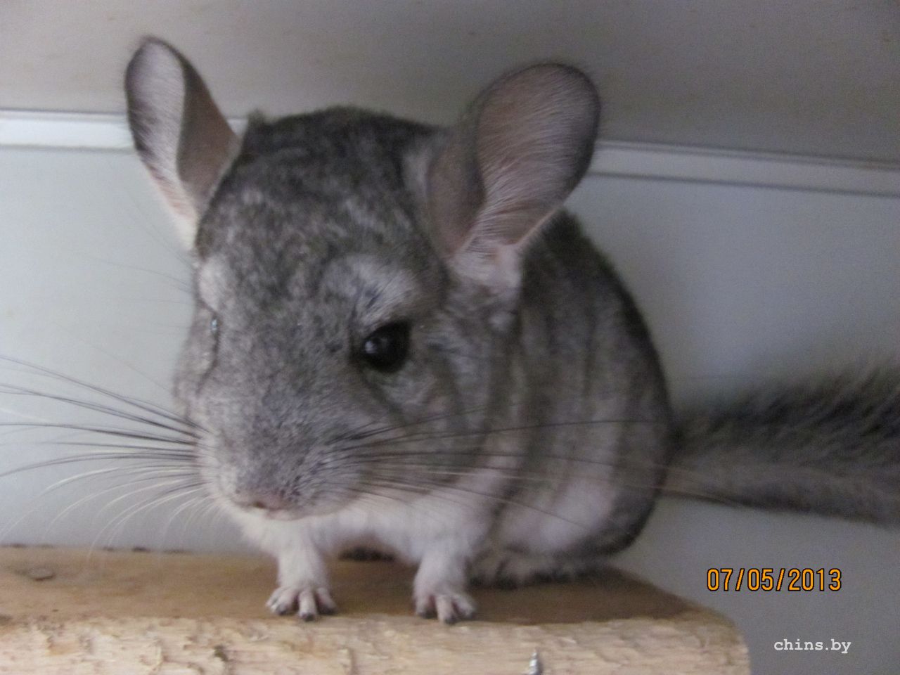 Изображение 541.jpg