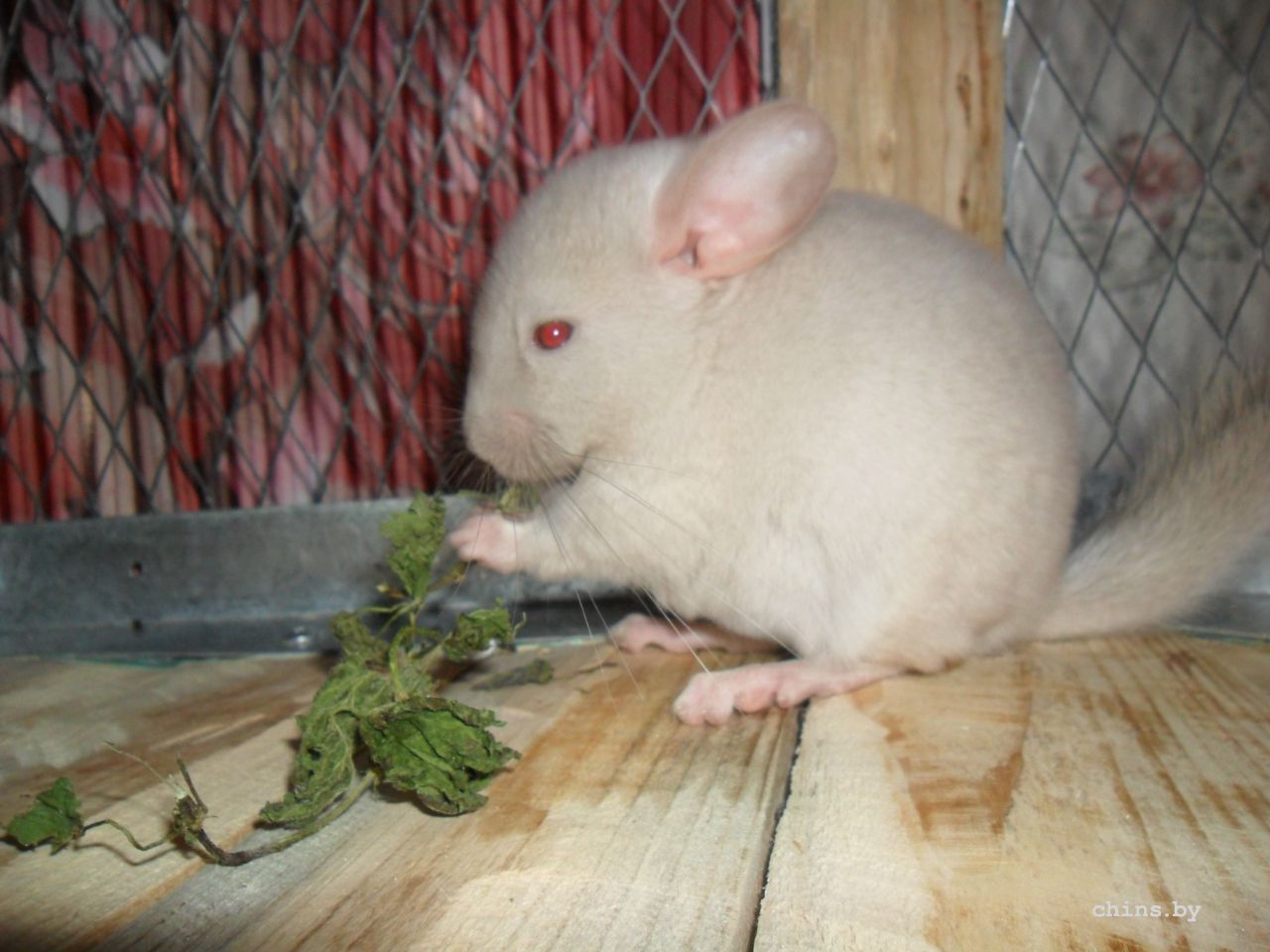 SAM_3826.JPG