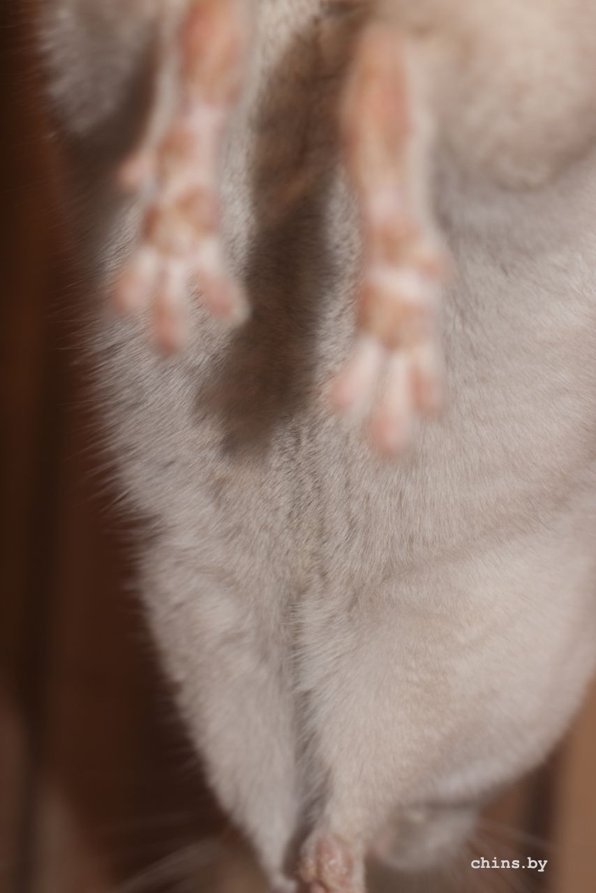 Бублик пузик.jpg