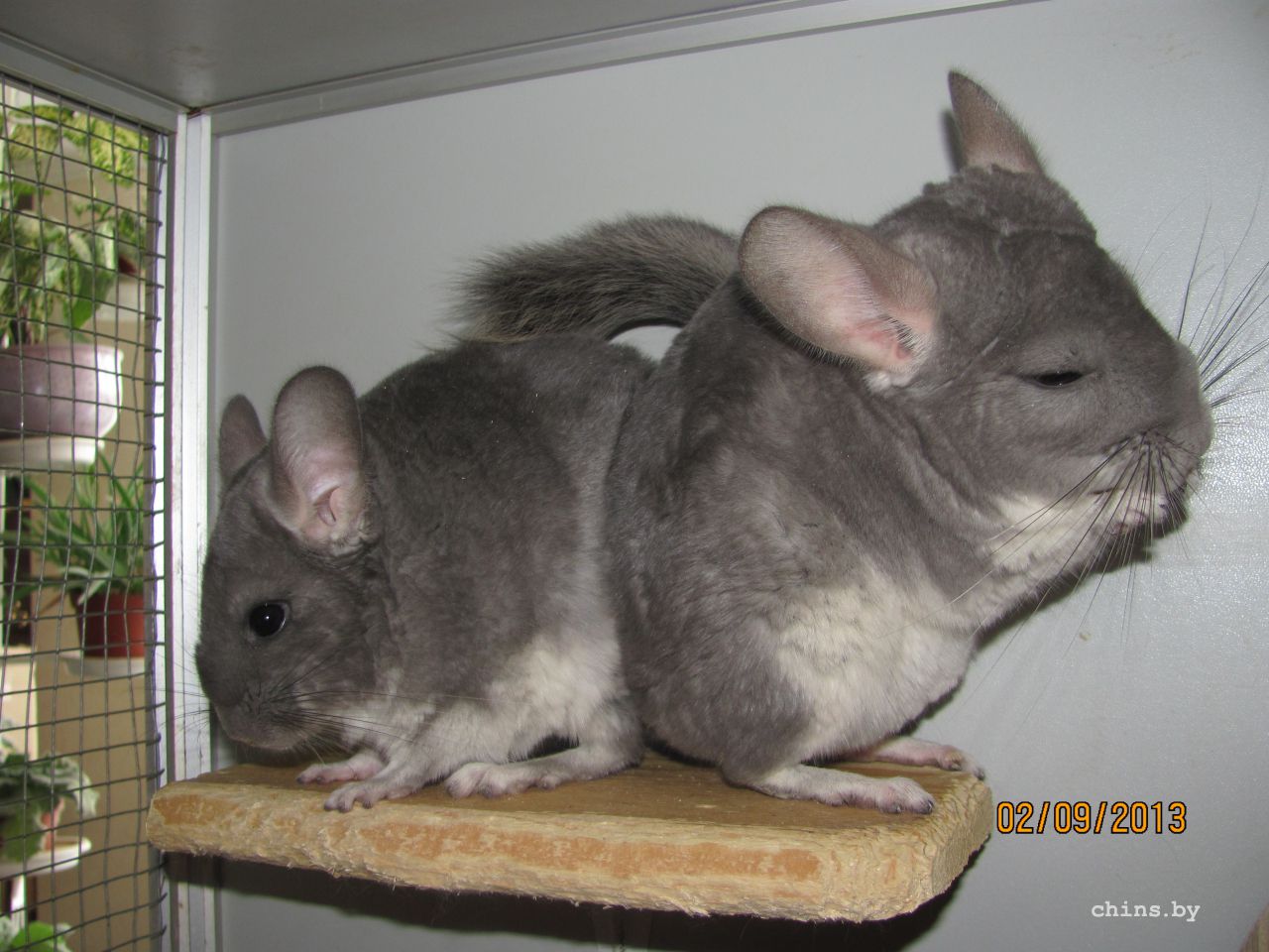 Изображение 713.jpg