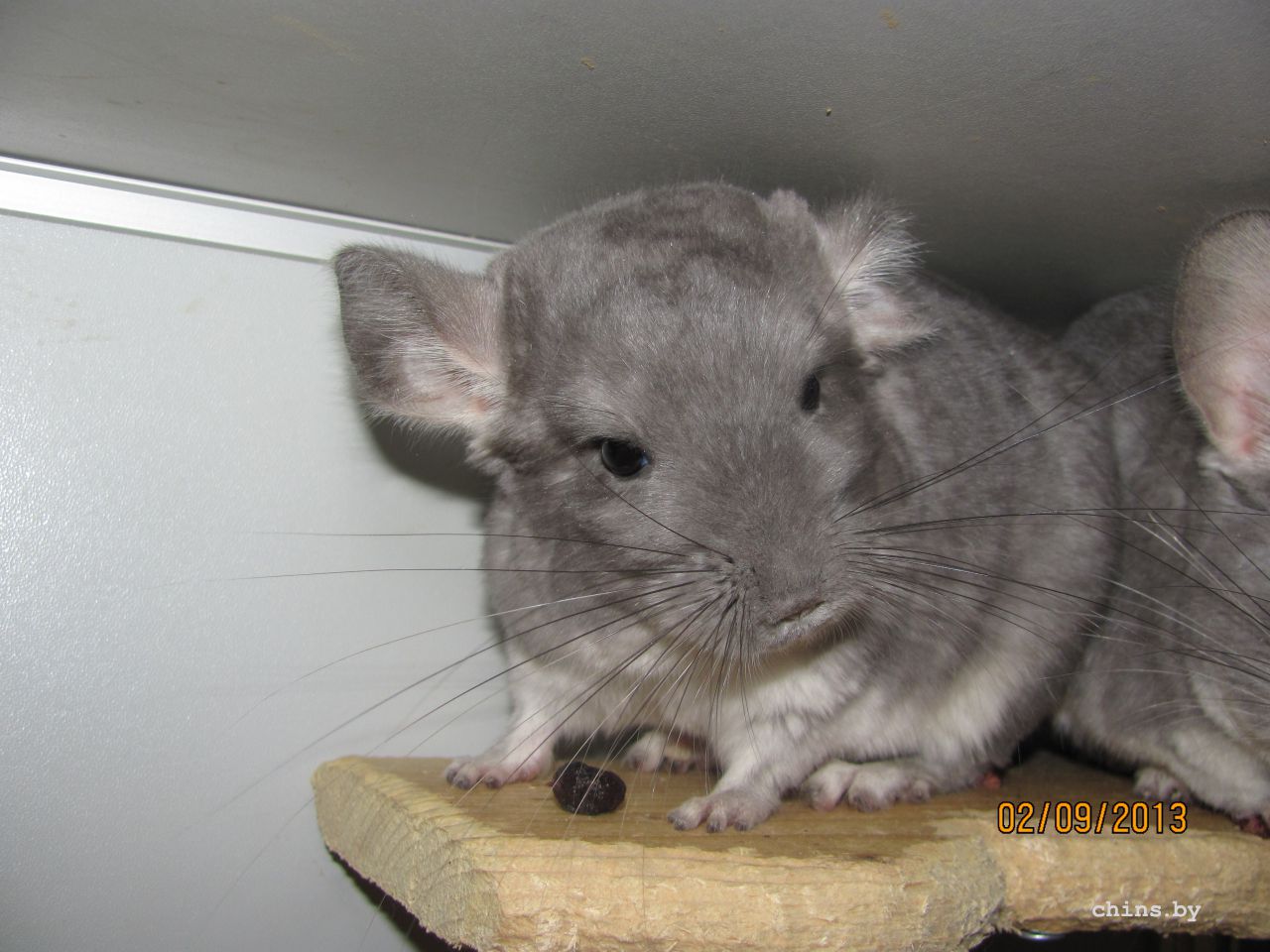 Изображение 705.jpg