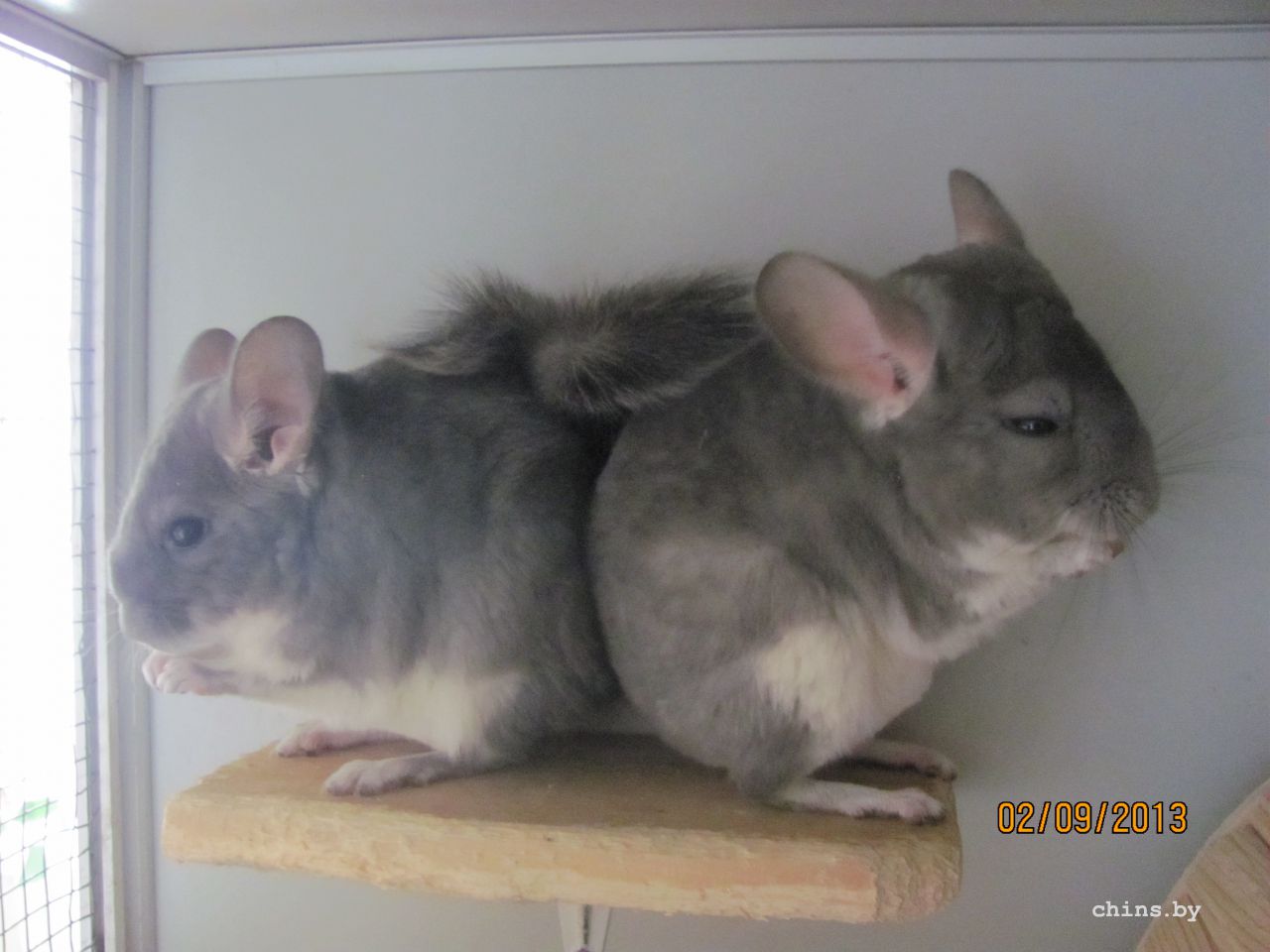 Изображение 687.jpg