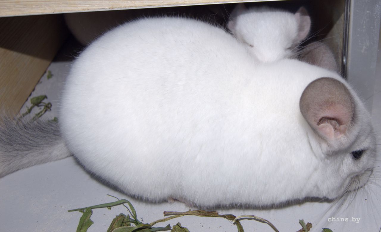 Кристалл + Леджин.jpg