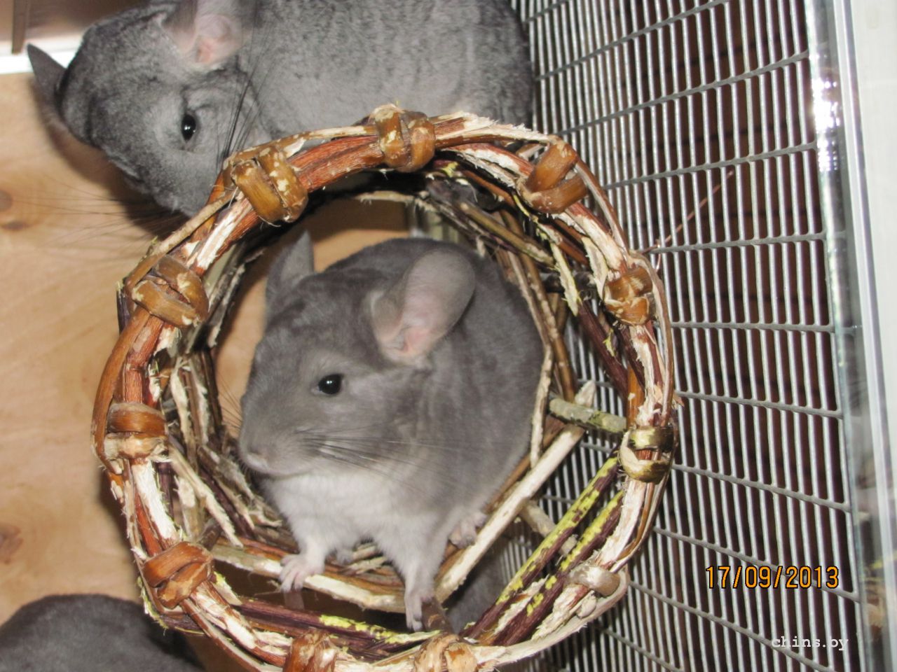 Изображение 797.jpg