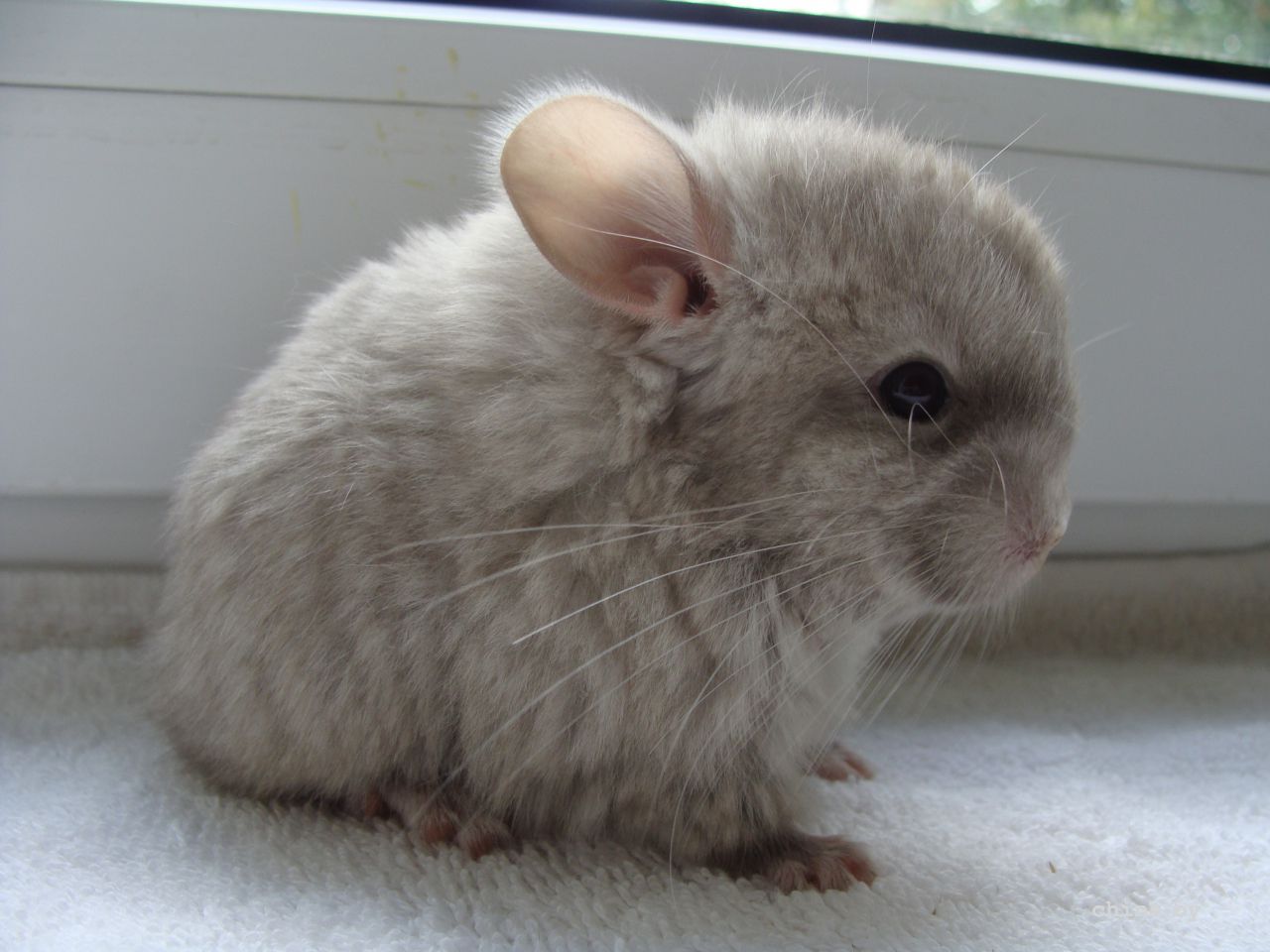 корбархат 1.JPG