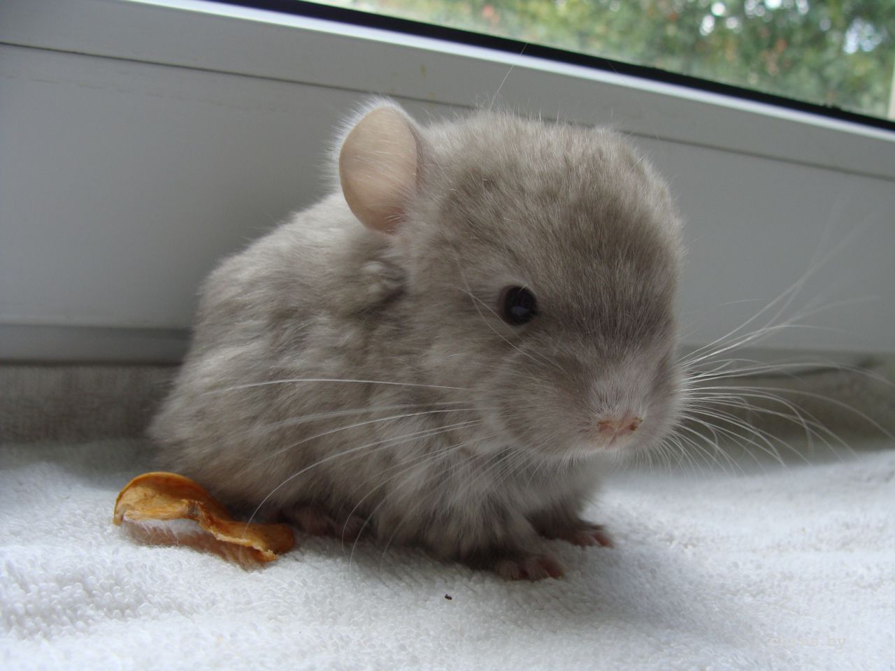 корбархат 3.JPG