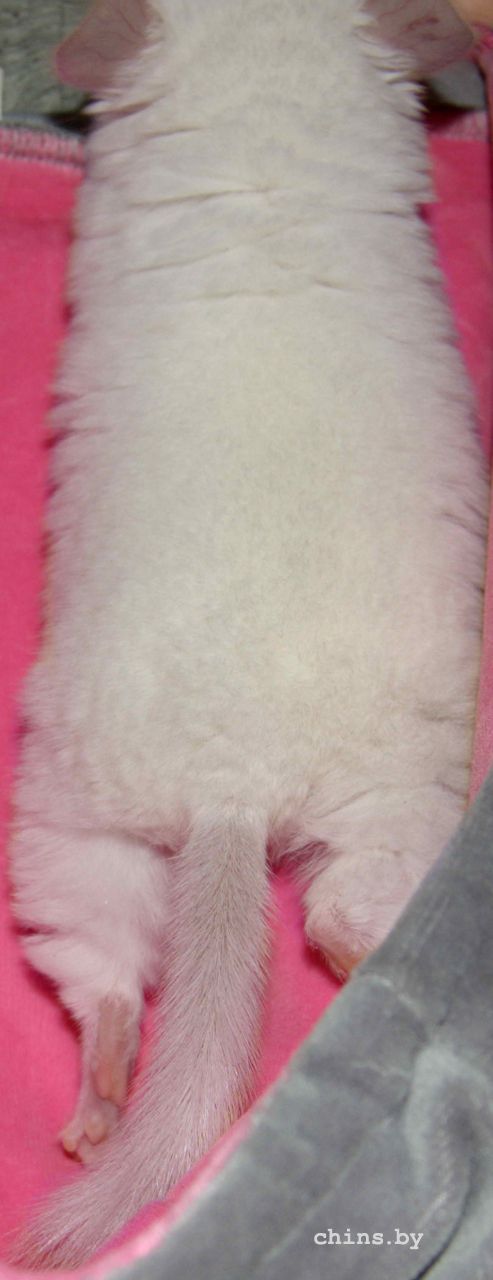 Кристалл 1.jpg