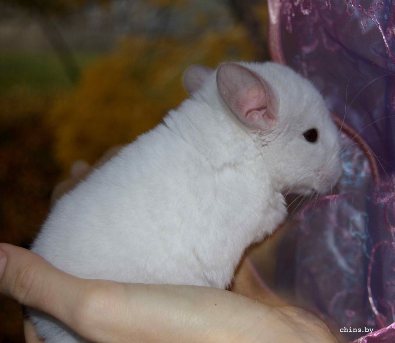 Кристалл 8.jpg