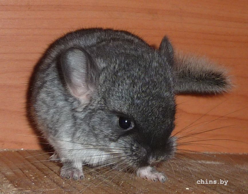 Малышка - 2 недельки.jpg