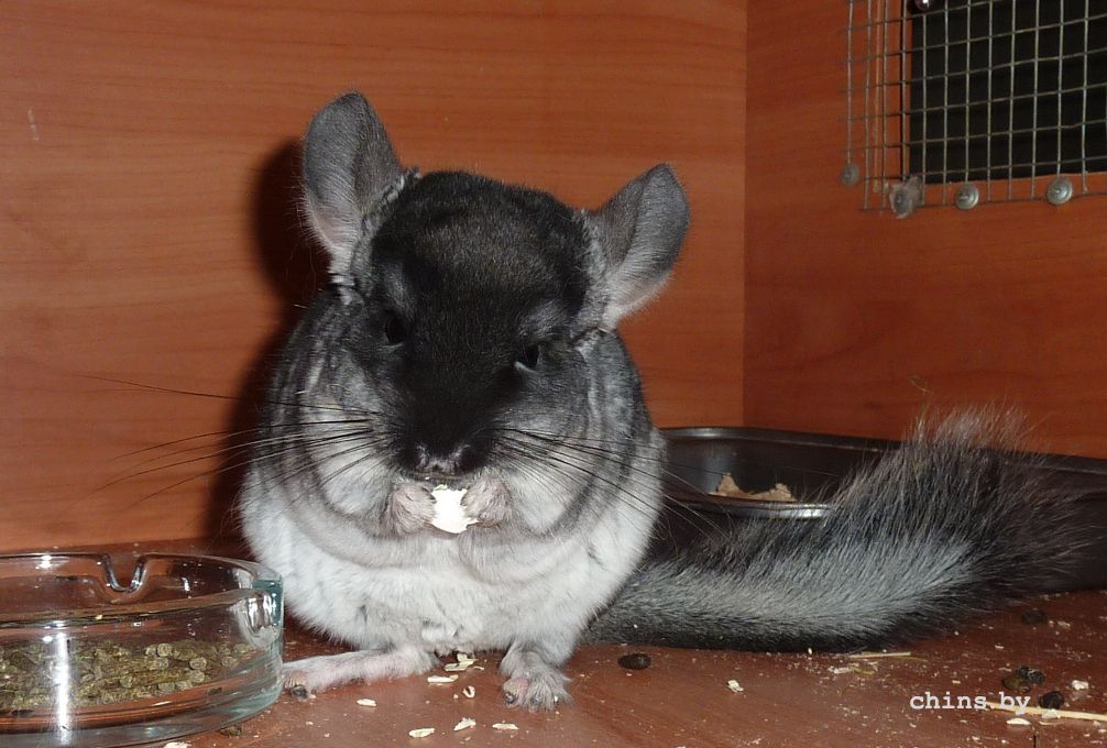 С семечкой.jpg