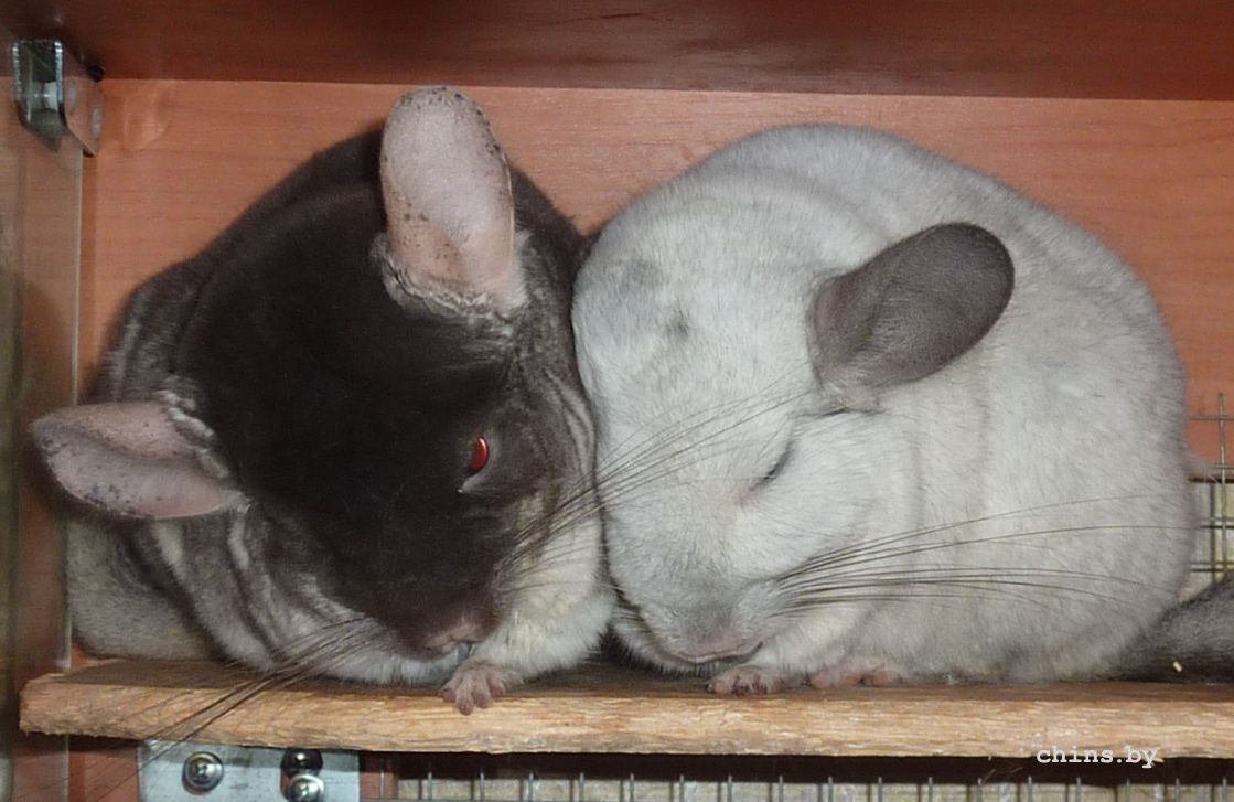 Сладкая парочка2.jpg