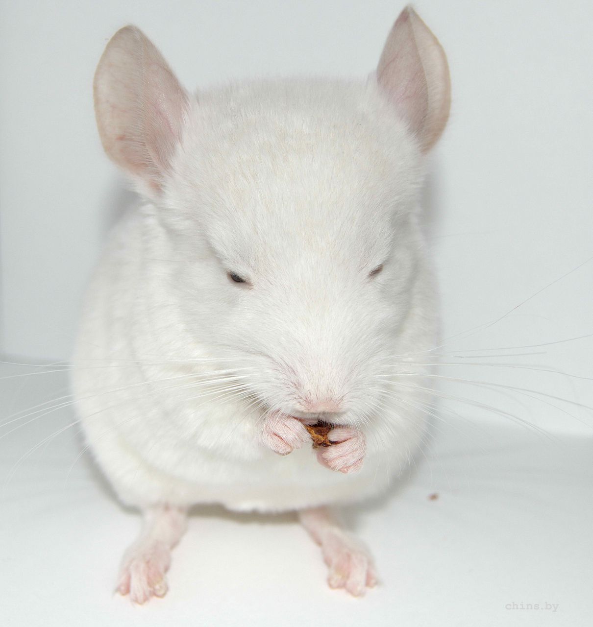 белый фон.jpg