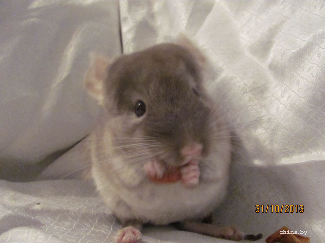 Изображение 947.jpg