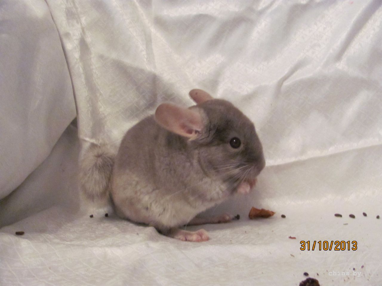 Изображение 948.jpg