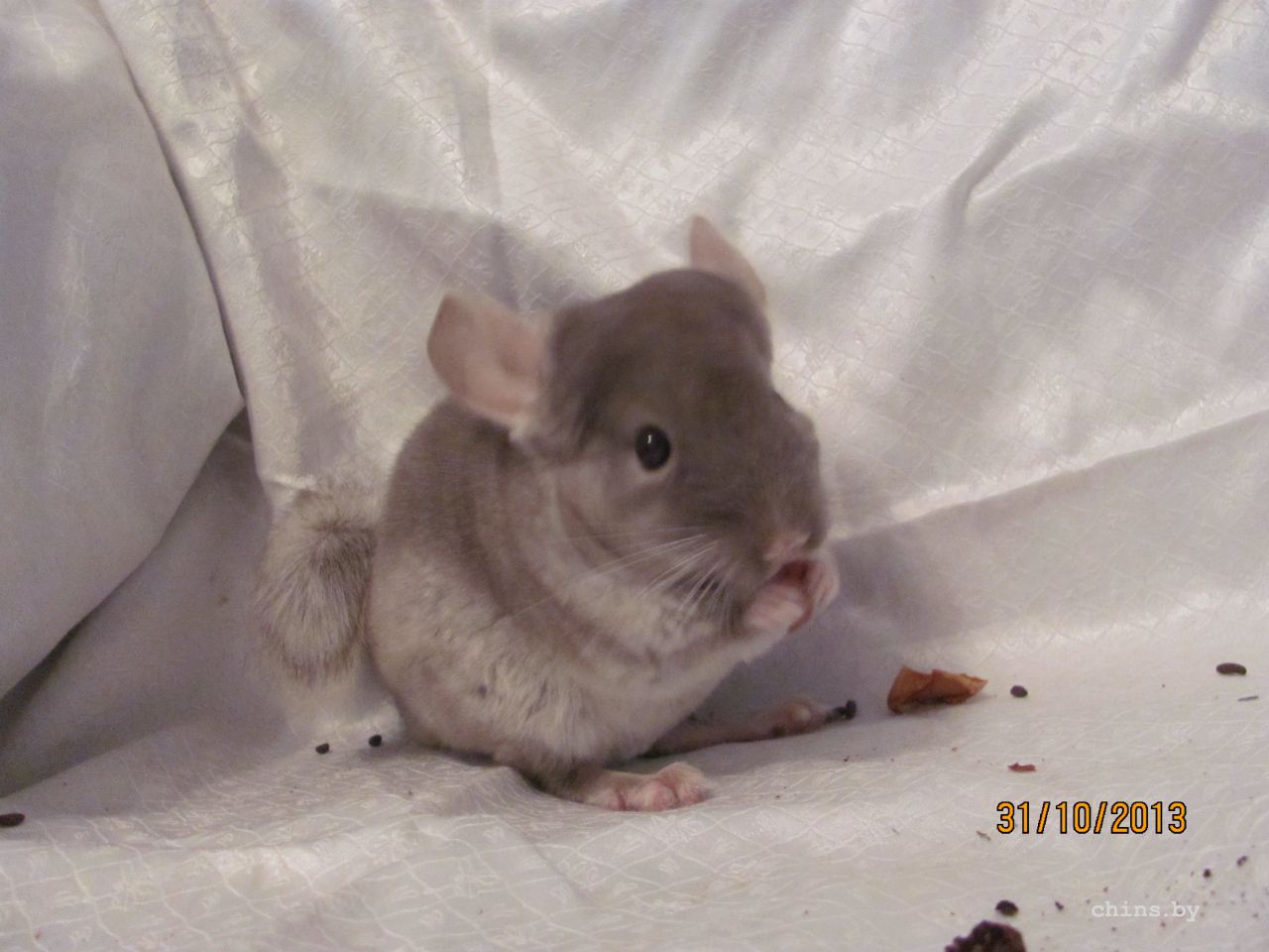 Изображение 949.jpg