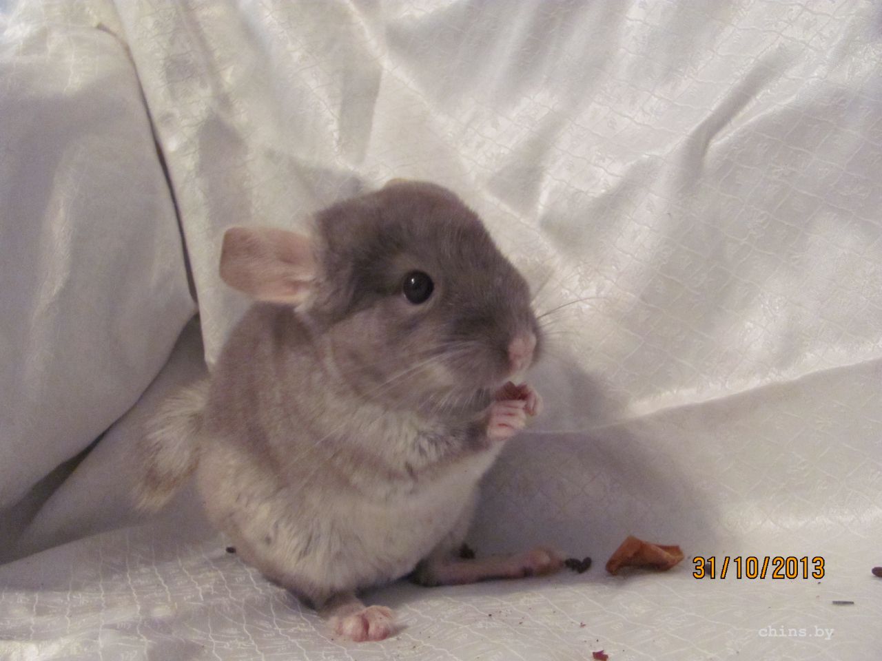 Изображение 950.jpg