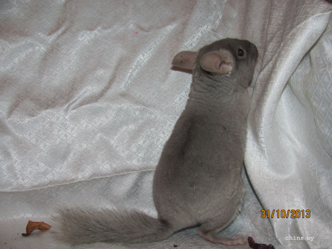 Изображение 953.jpg