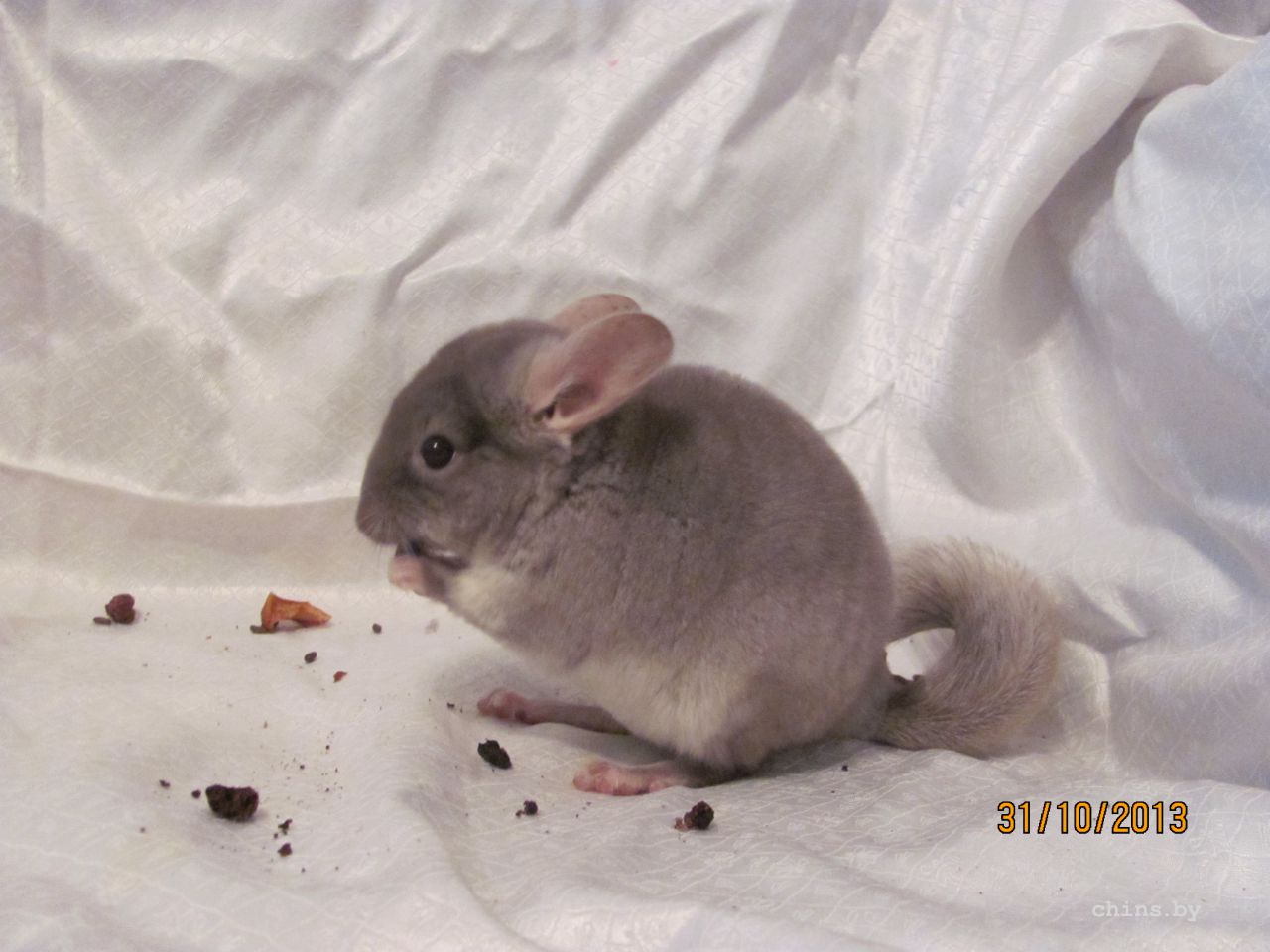 Изображение 954.jpg