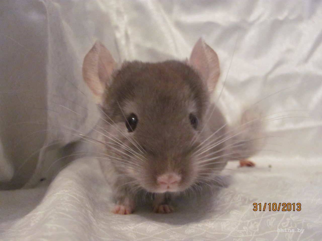 Изображение 956.jpg