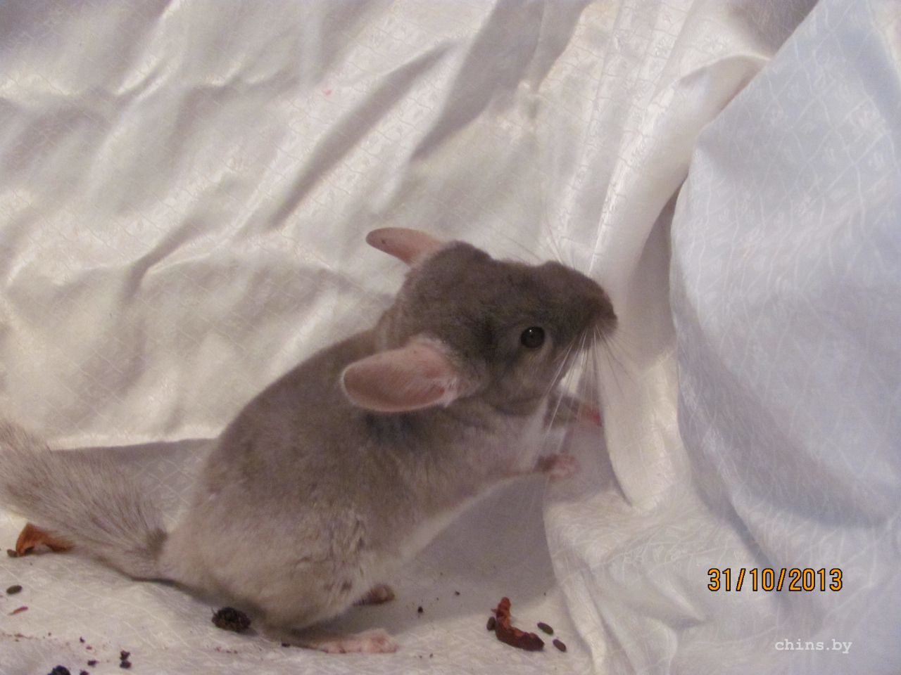 Изображение 957.jpg