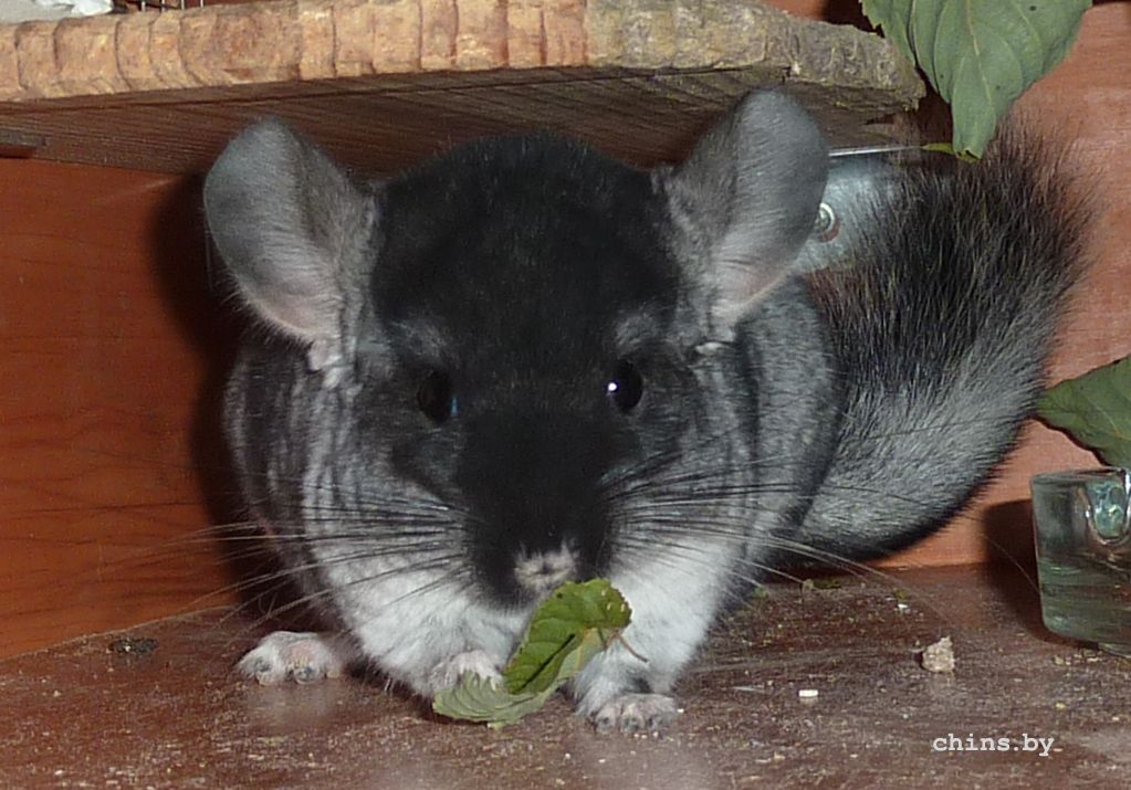 Жуем-с листик.jpg