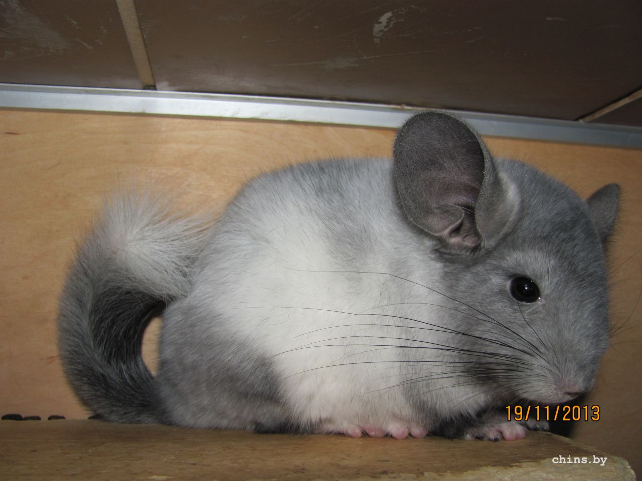 Изображение 958.jpg