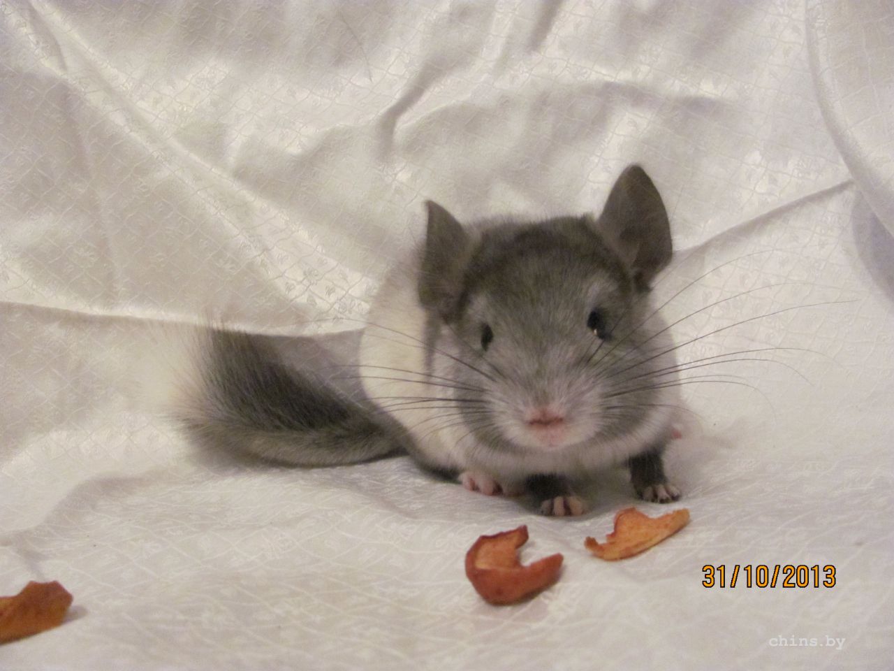 Изображение 874.jpg