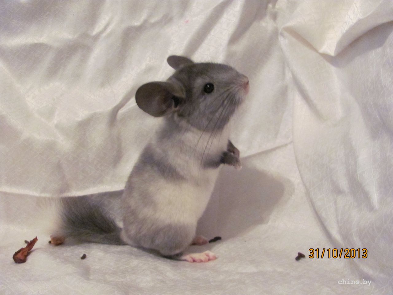 Изображение 907.jpg