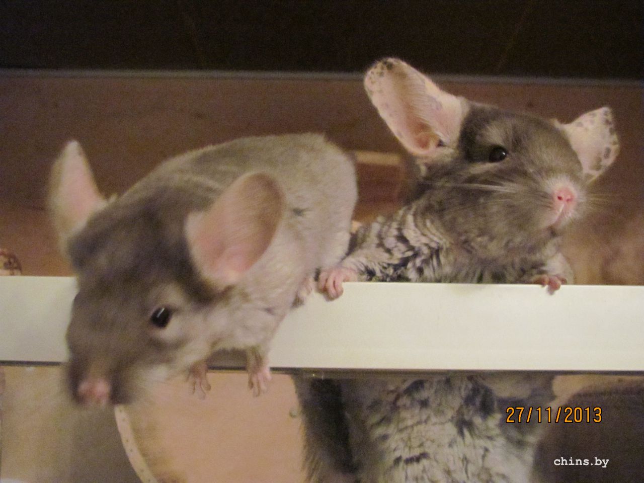 Изображение 1021.jpg