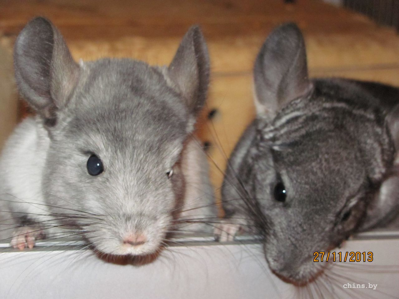 Изображение 1001.jpg