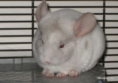 Copy of IMG_2602.JPG