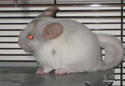 Copy of IMG_2679.JPG