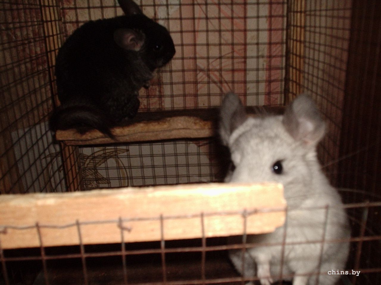 Т.Н.все 095.JPG