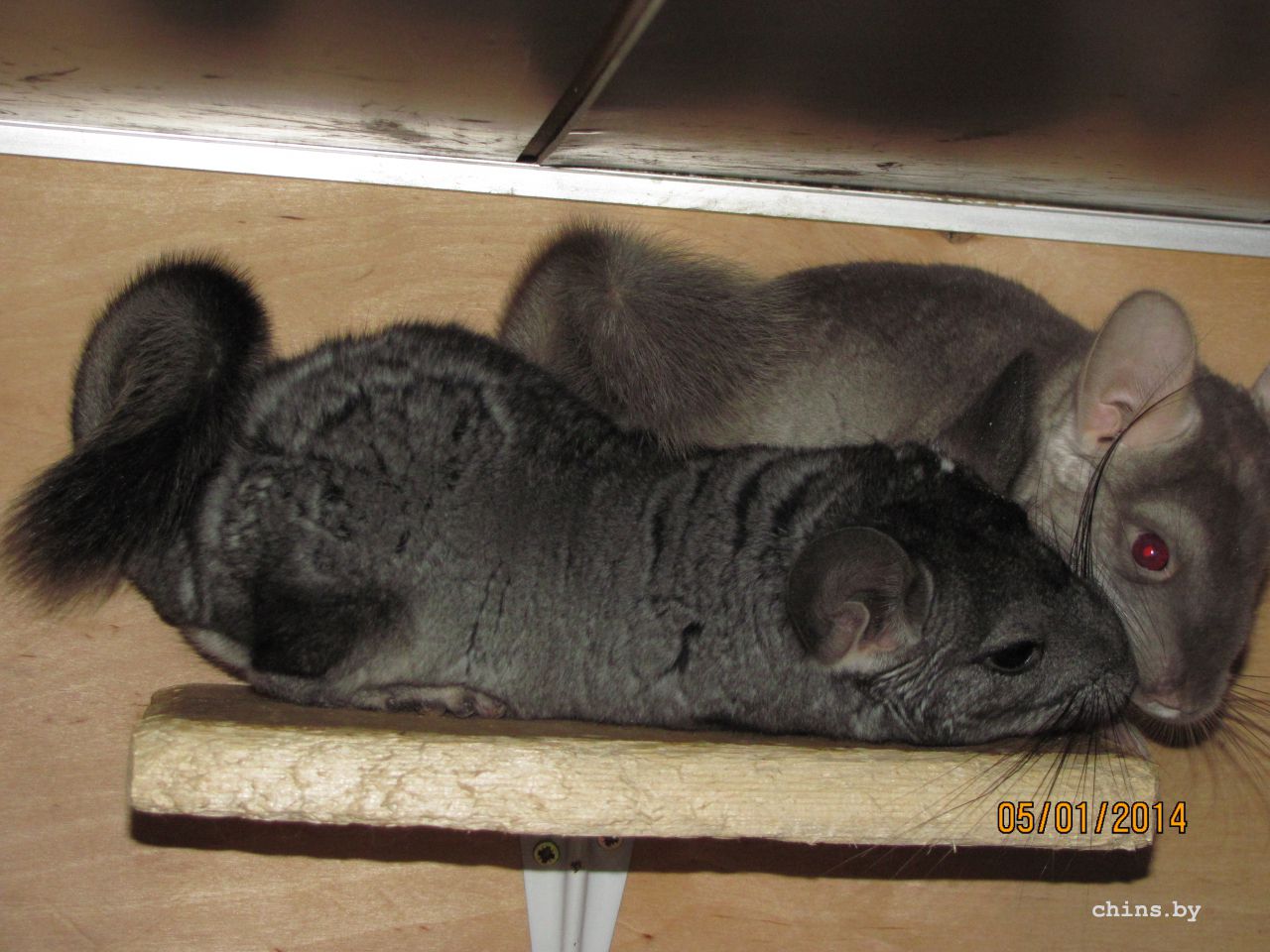 Изображение 1196.jpg