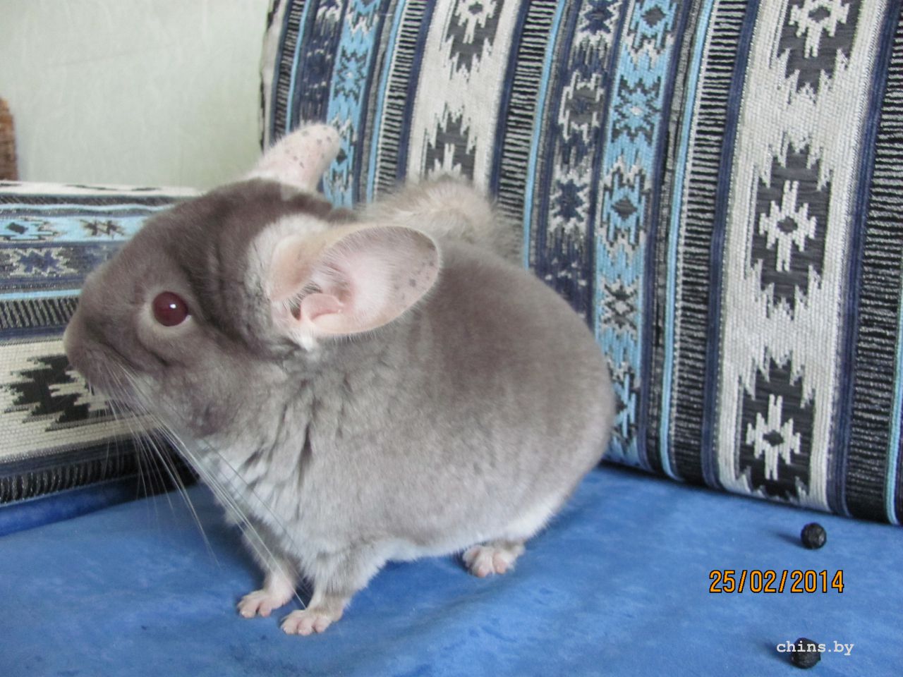 Изображение 1467.jpg