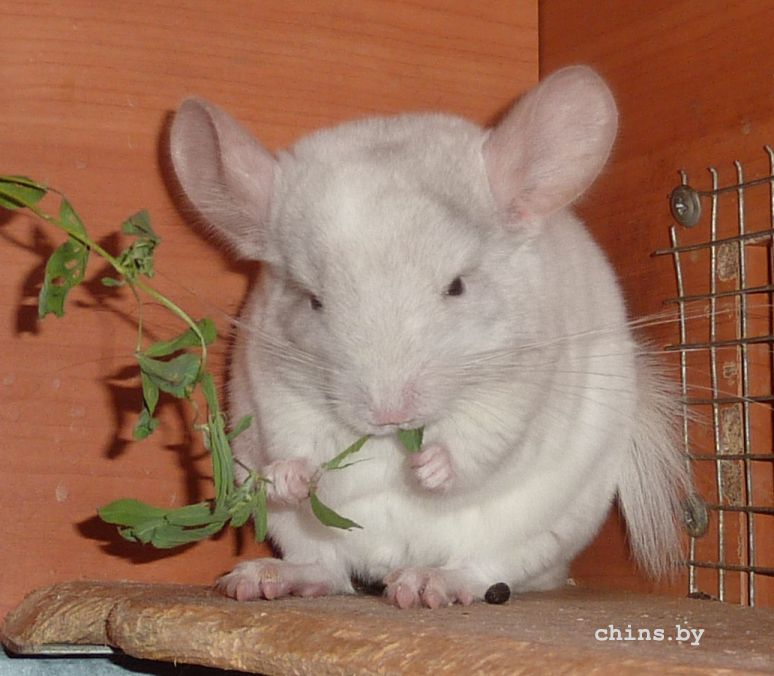 Мила с веточкой.jpg