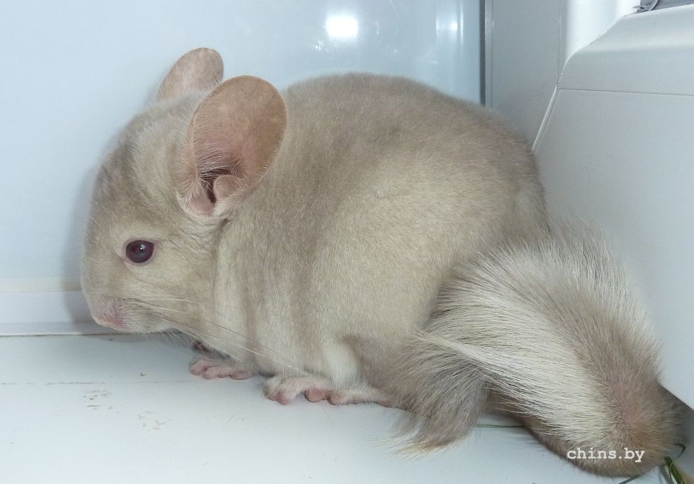 Медея боком.jpg