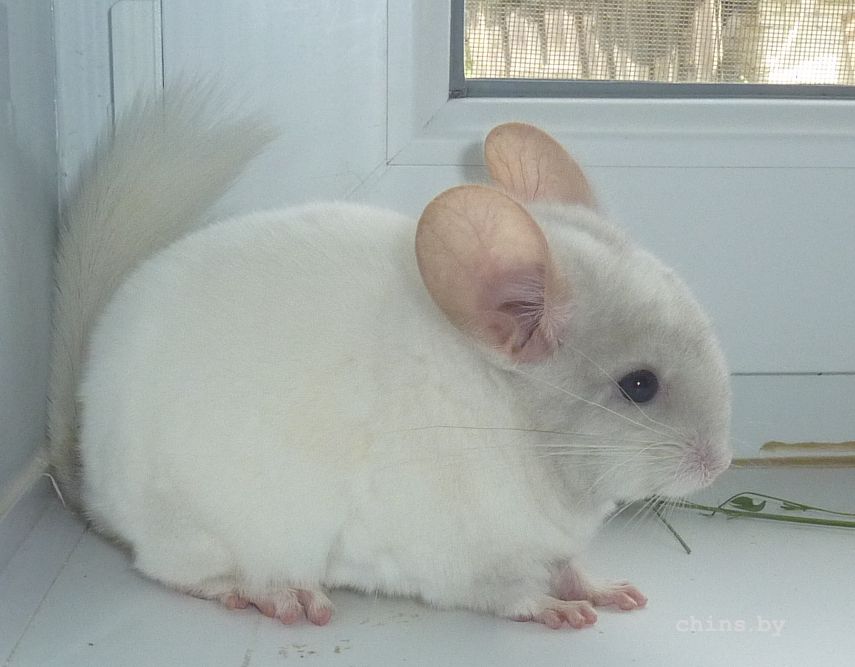 Мила боком.jpg