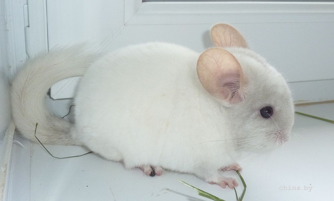 Мила бочком4.jpg