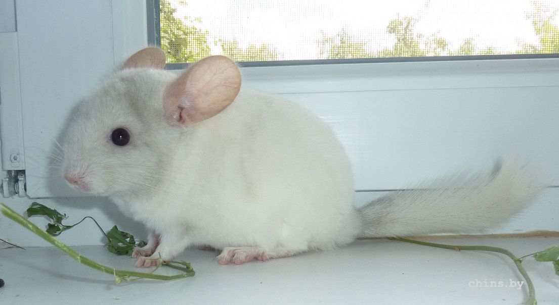 Миа бочком.jpg