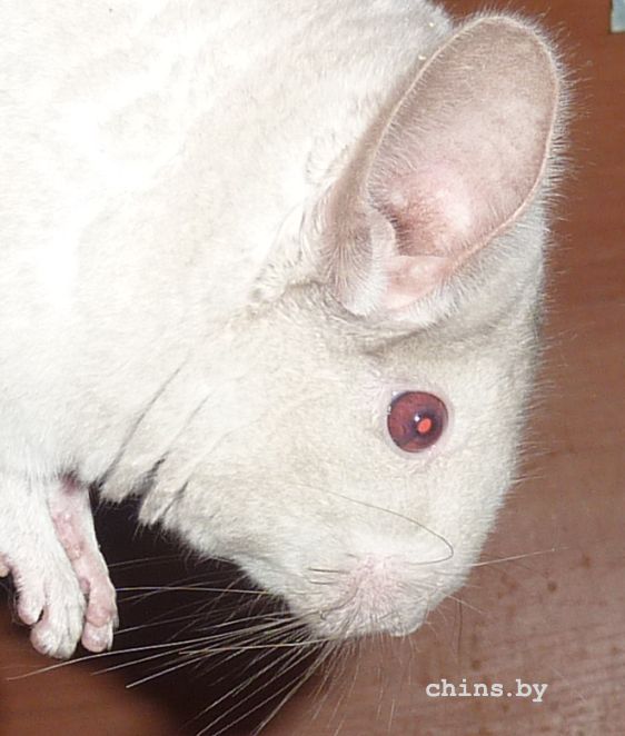 Медея - глазик3.jpg