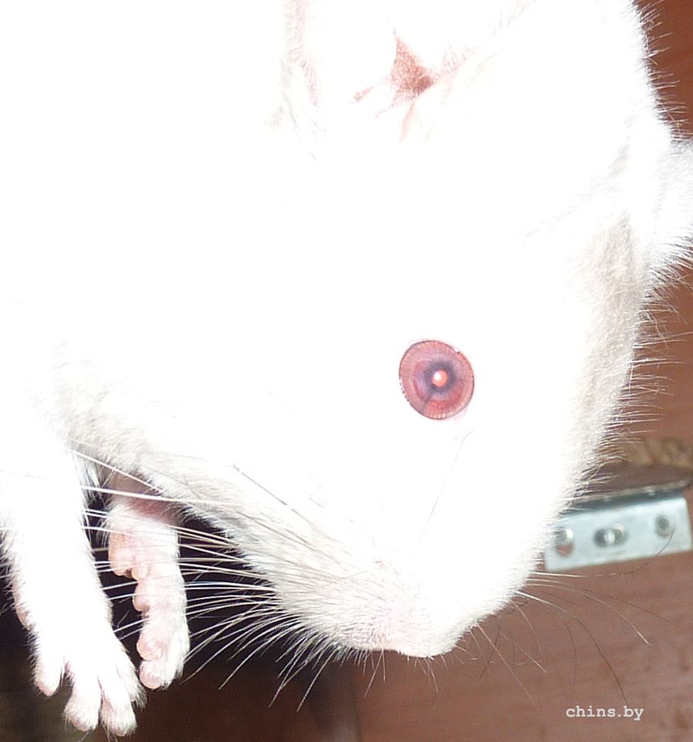 Медея - глазик2.jpg