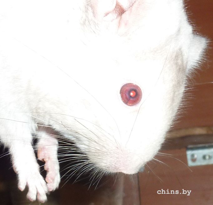 Медея - глазик.jpg