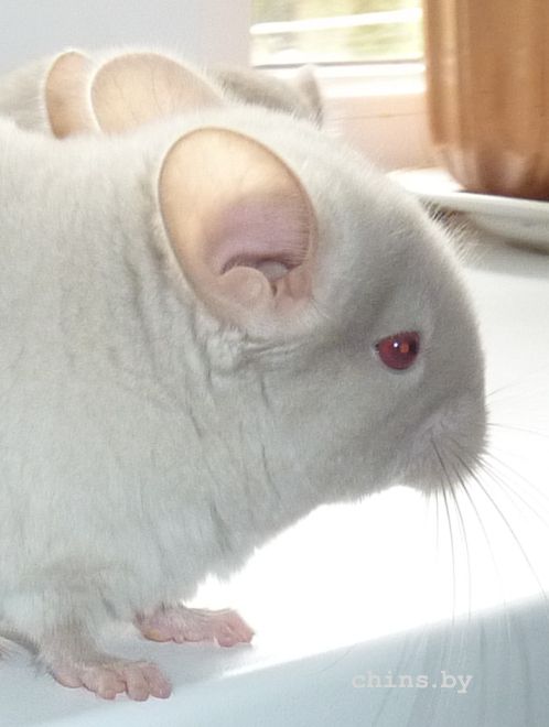 Гермес Гомо.jpg