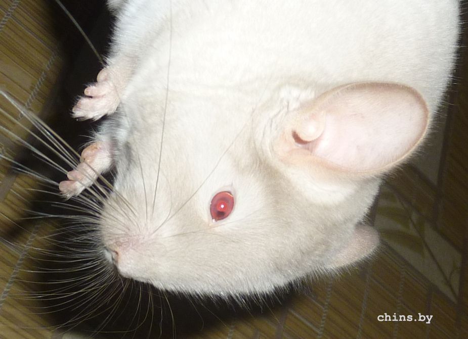 Гермес - глазик5.jpg