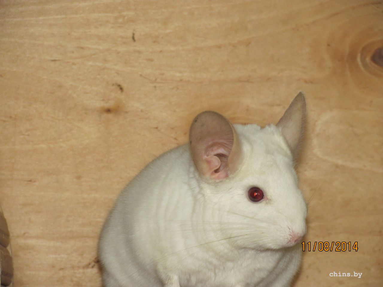 Изображение 1701.jpg