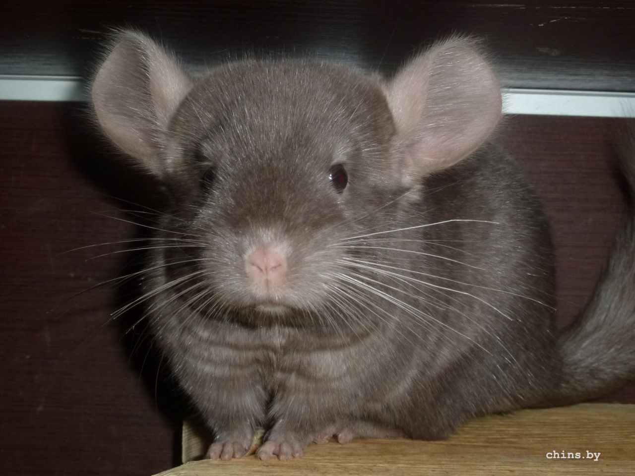 Беатрис портрет.JPG