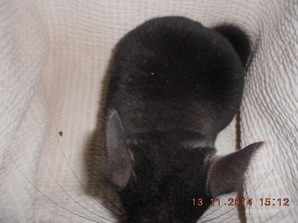 DSCN3796.JPG